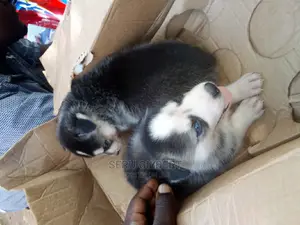 1-3 months Male Purebred Siberian Husky