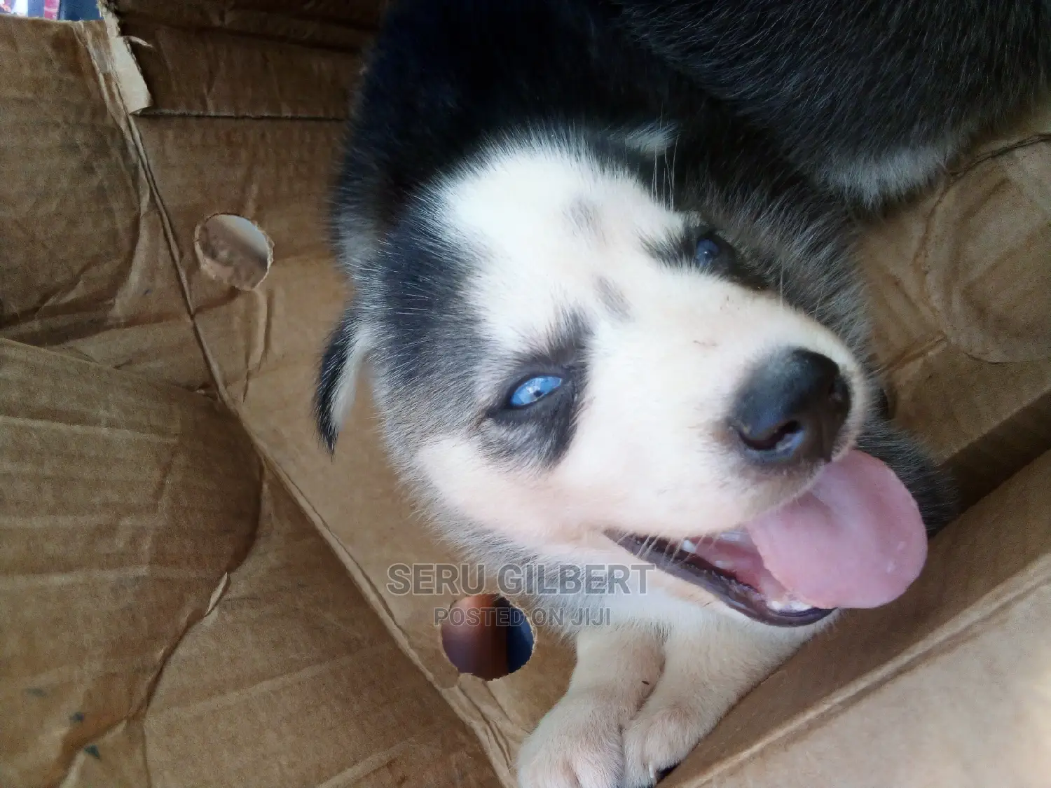 0-1 month Male Purebred Siberian Husky