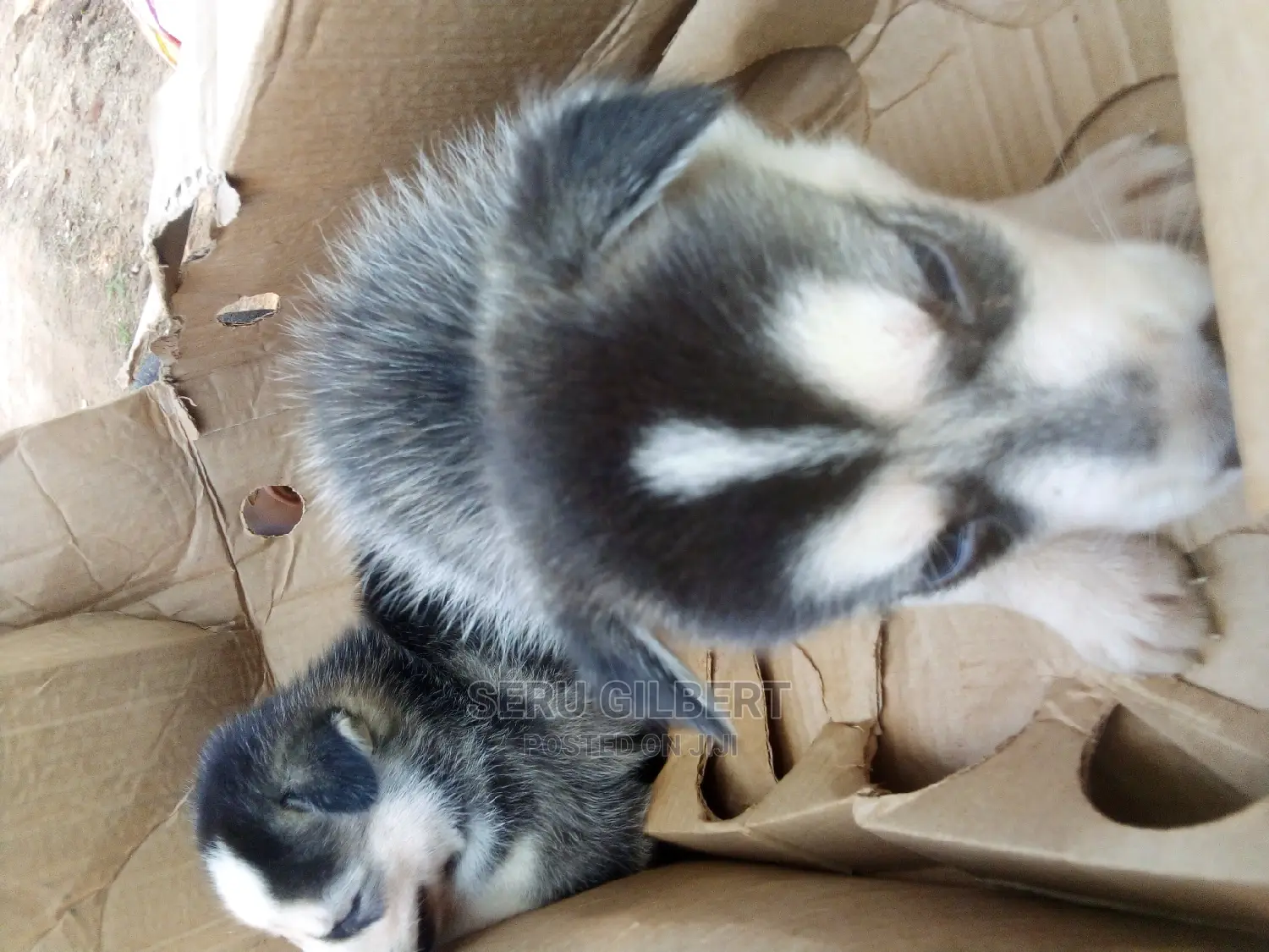 0-1 month Male Purebred Siberian Husky