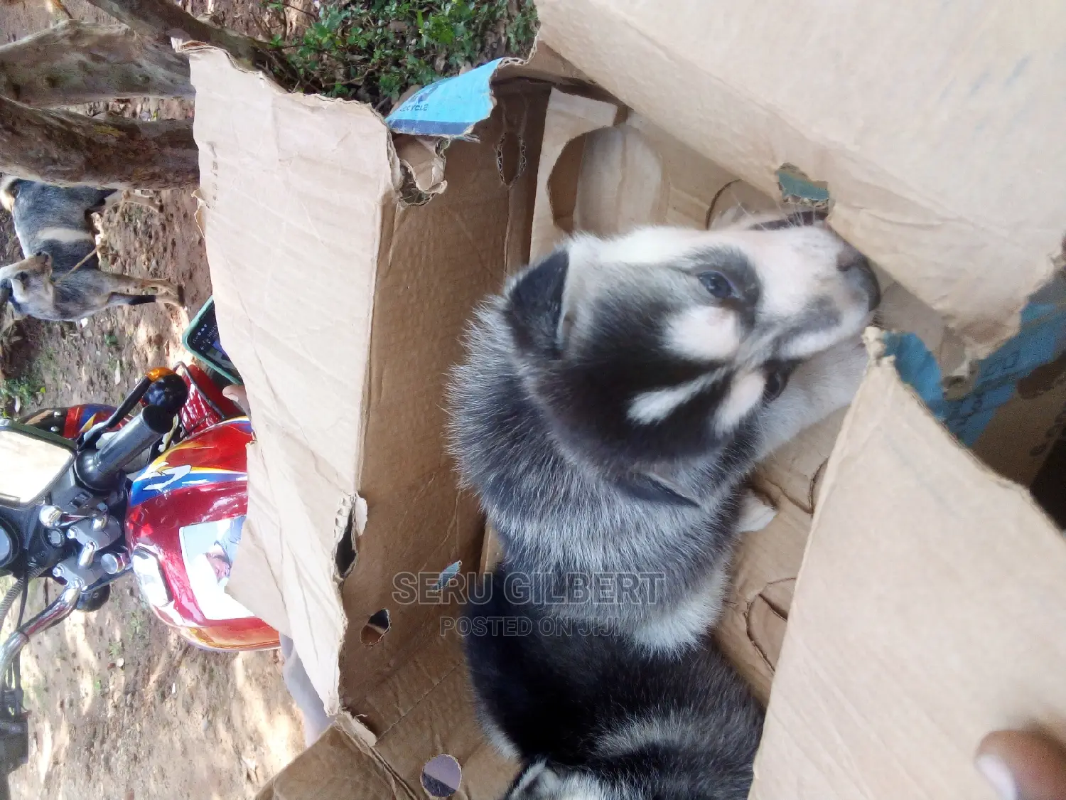 1-3 months Male Purebred Siberian Husky