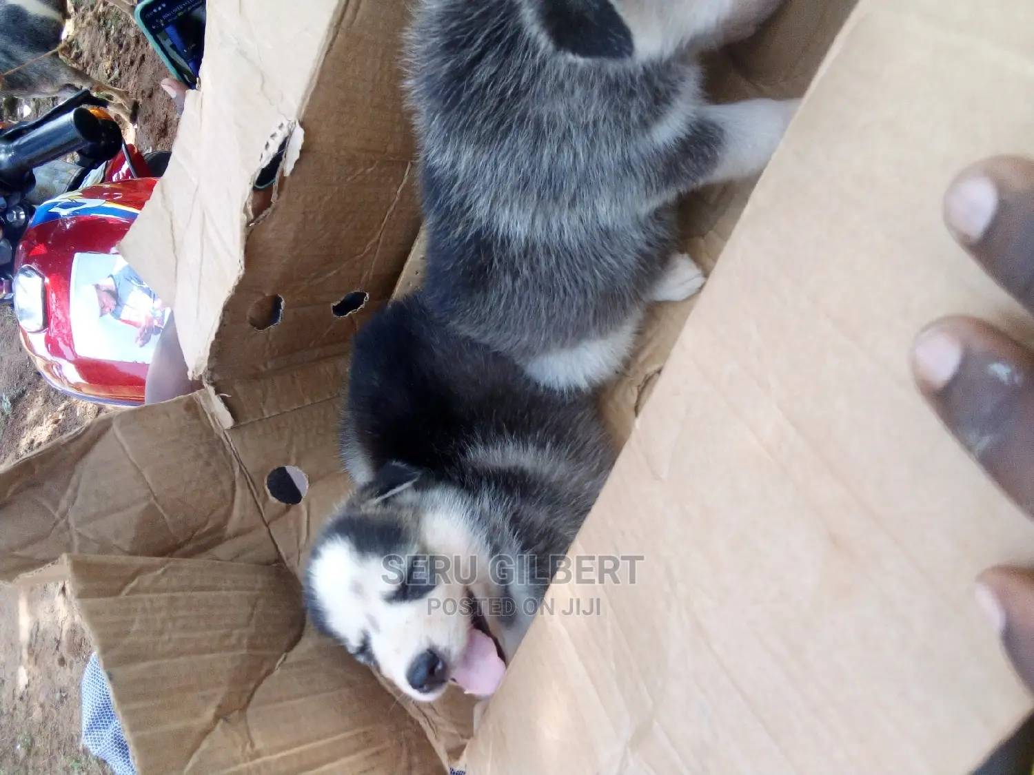 0-1 month Male Purebred Siberian Husky