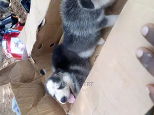 0-1 month Male Purebred Siberian Husky
