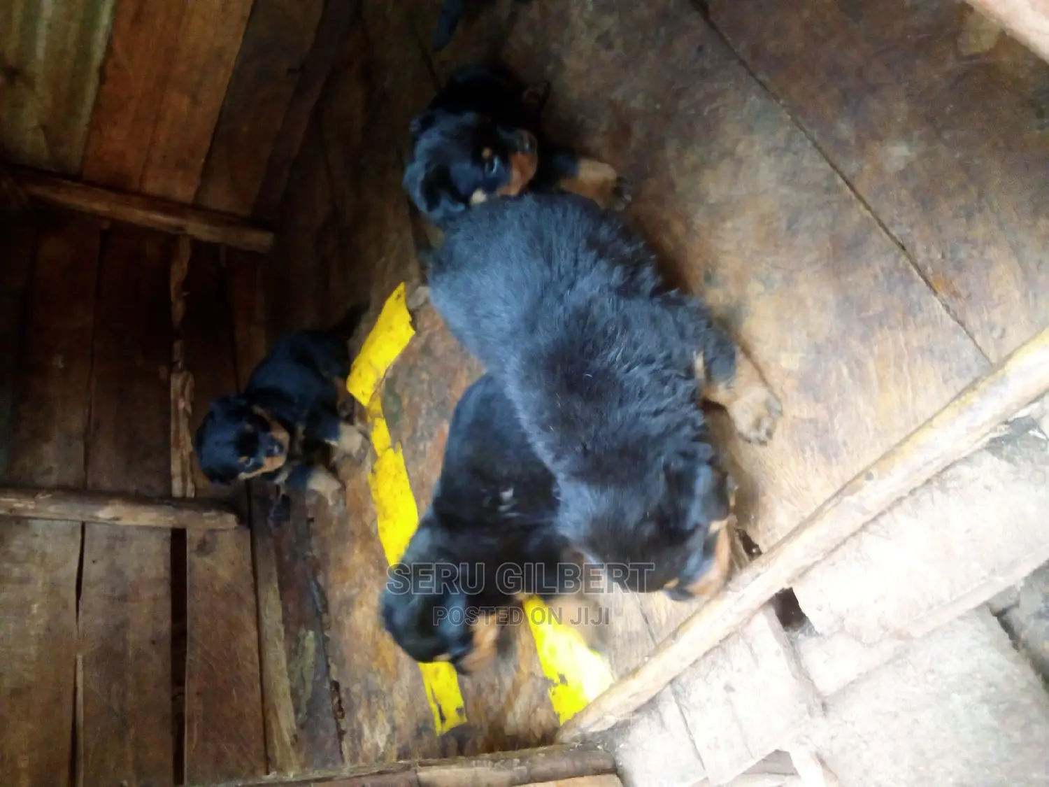 3-6 months Male Purebred Rottweiler