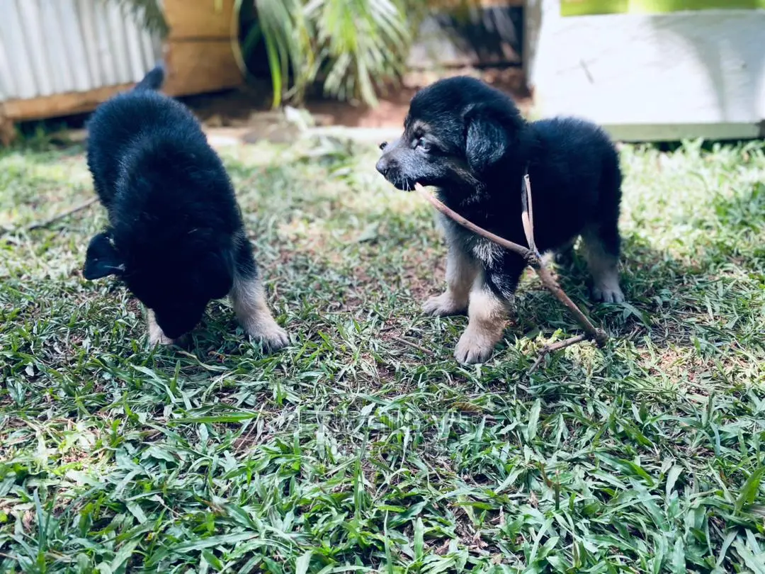 0-1 month Female Purebred German Shepherd