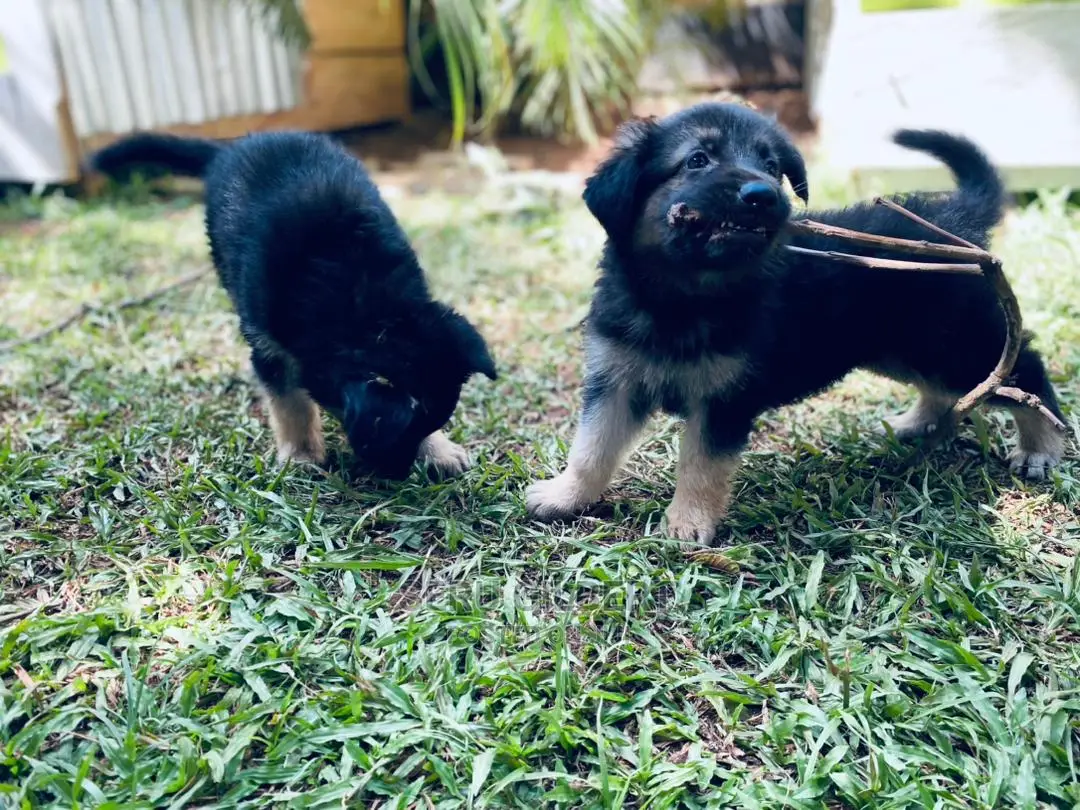 0-1 month Male Purebred German Shepherd