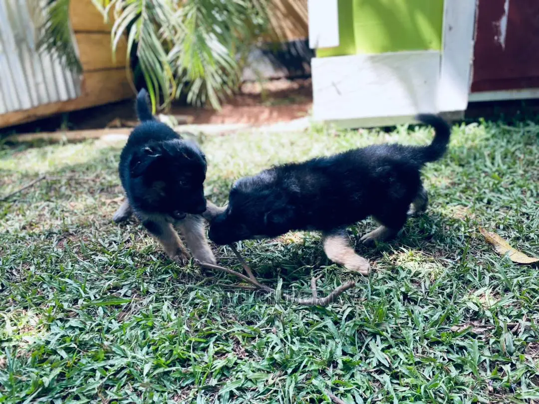 1-3 months Male Purebred German Shepherd