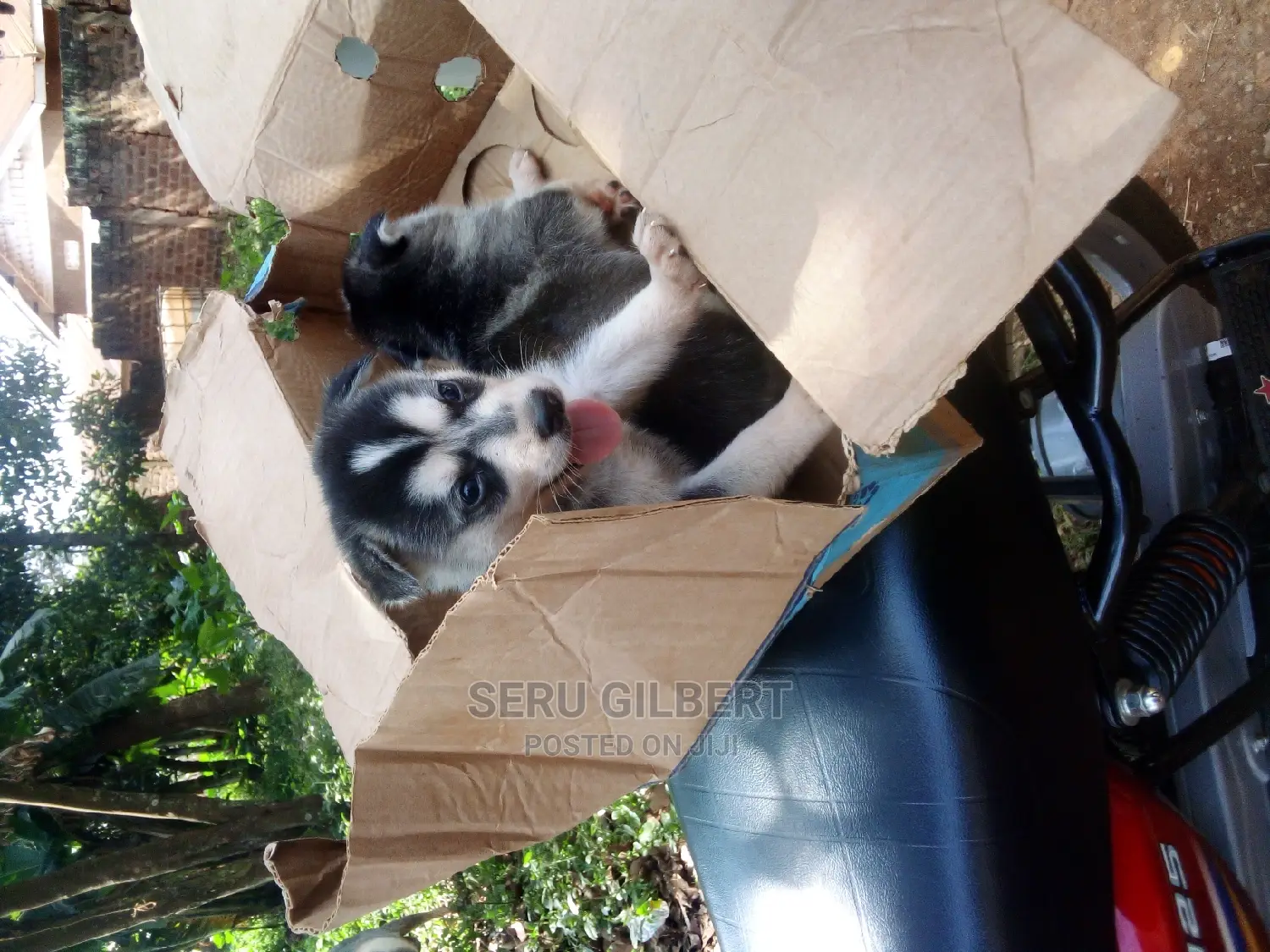 0-1 month Male Purebred Siberian Husky