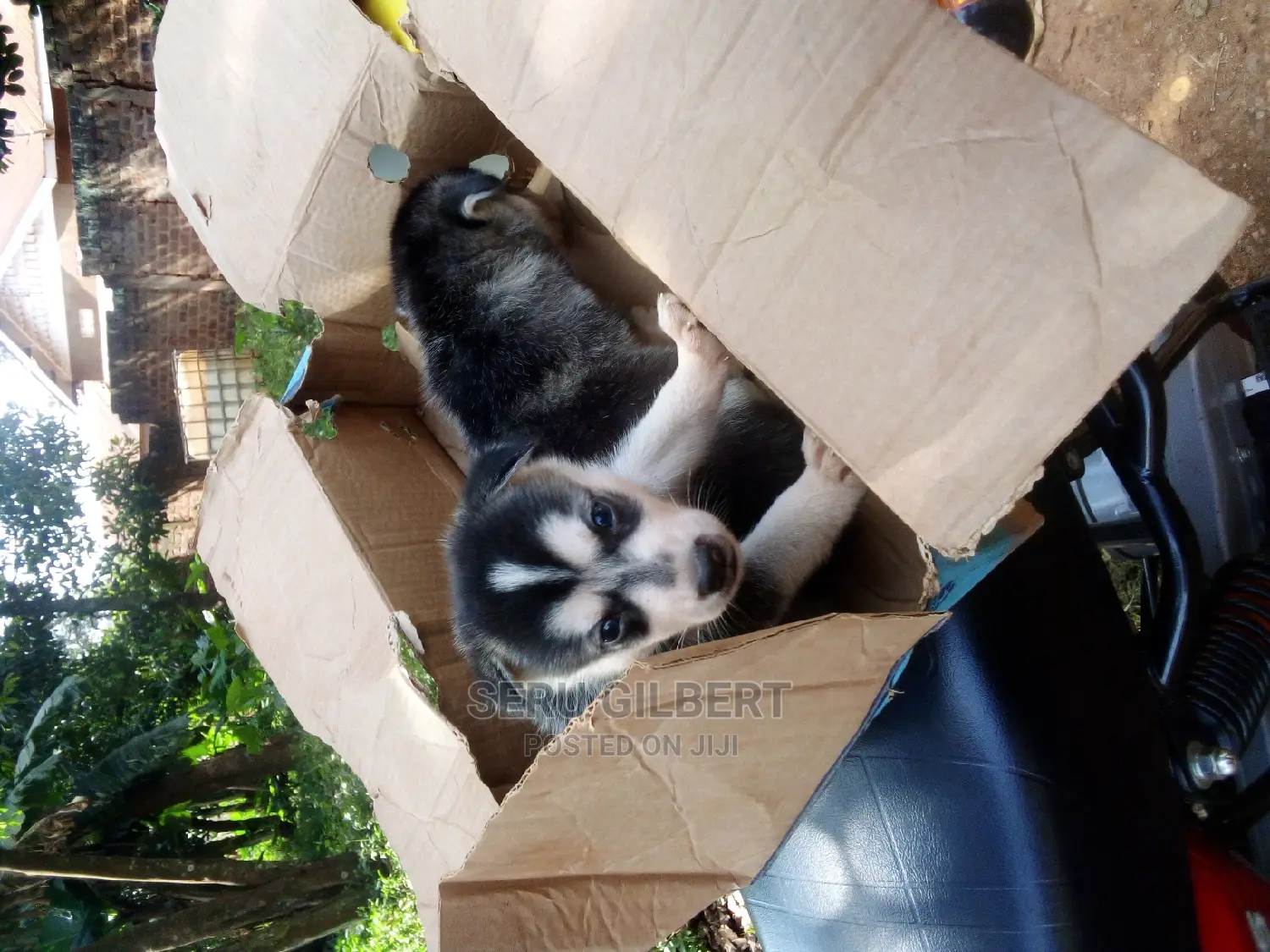 0-1 month Male Purebred Siberian Husky