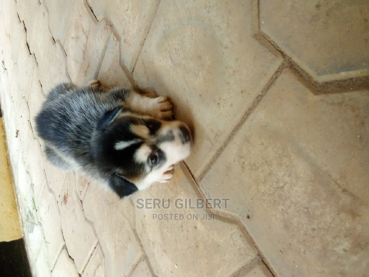 0-1 month Male Purebred Siberian Husky