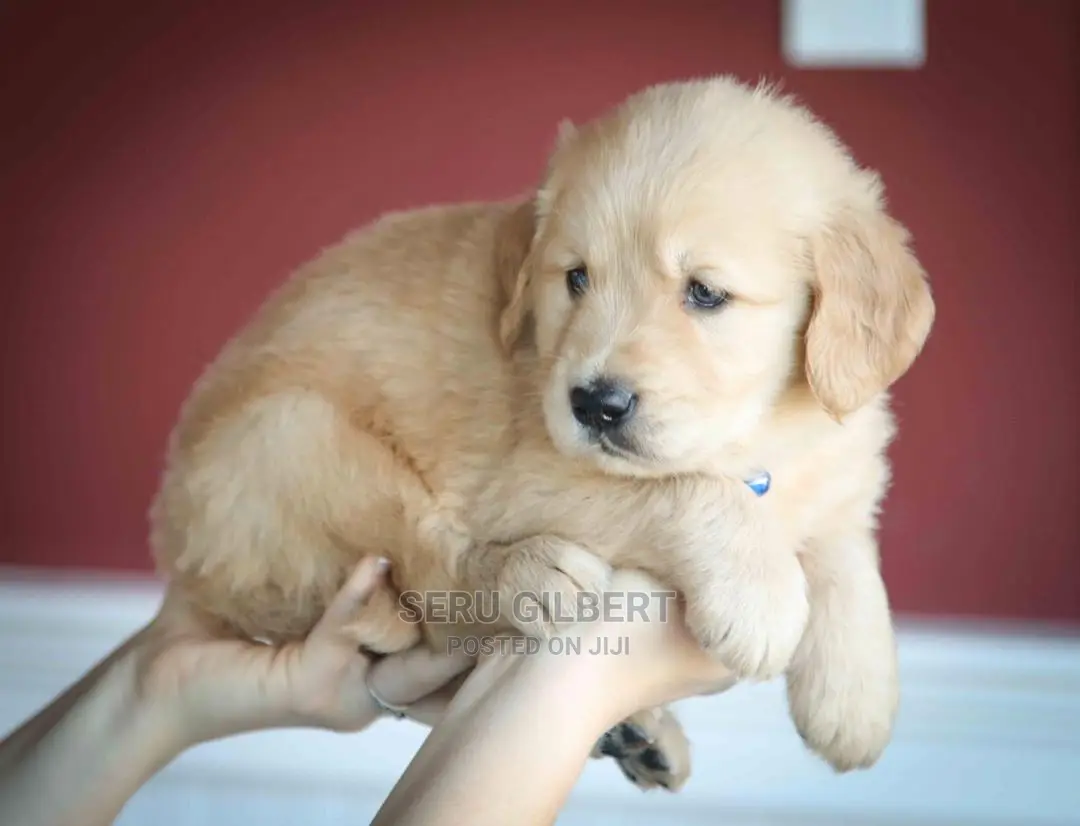 0-1 month Male Purebred Golden Retriever