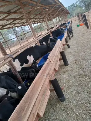 Cattle Sheds and Feedlots