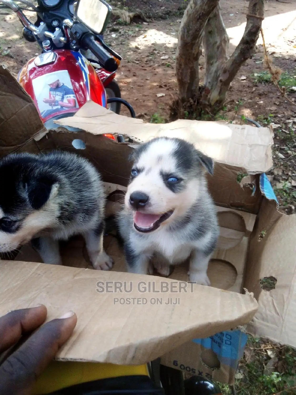1-3 months Male Purebred Siberian Husky