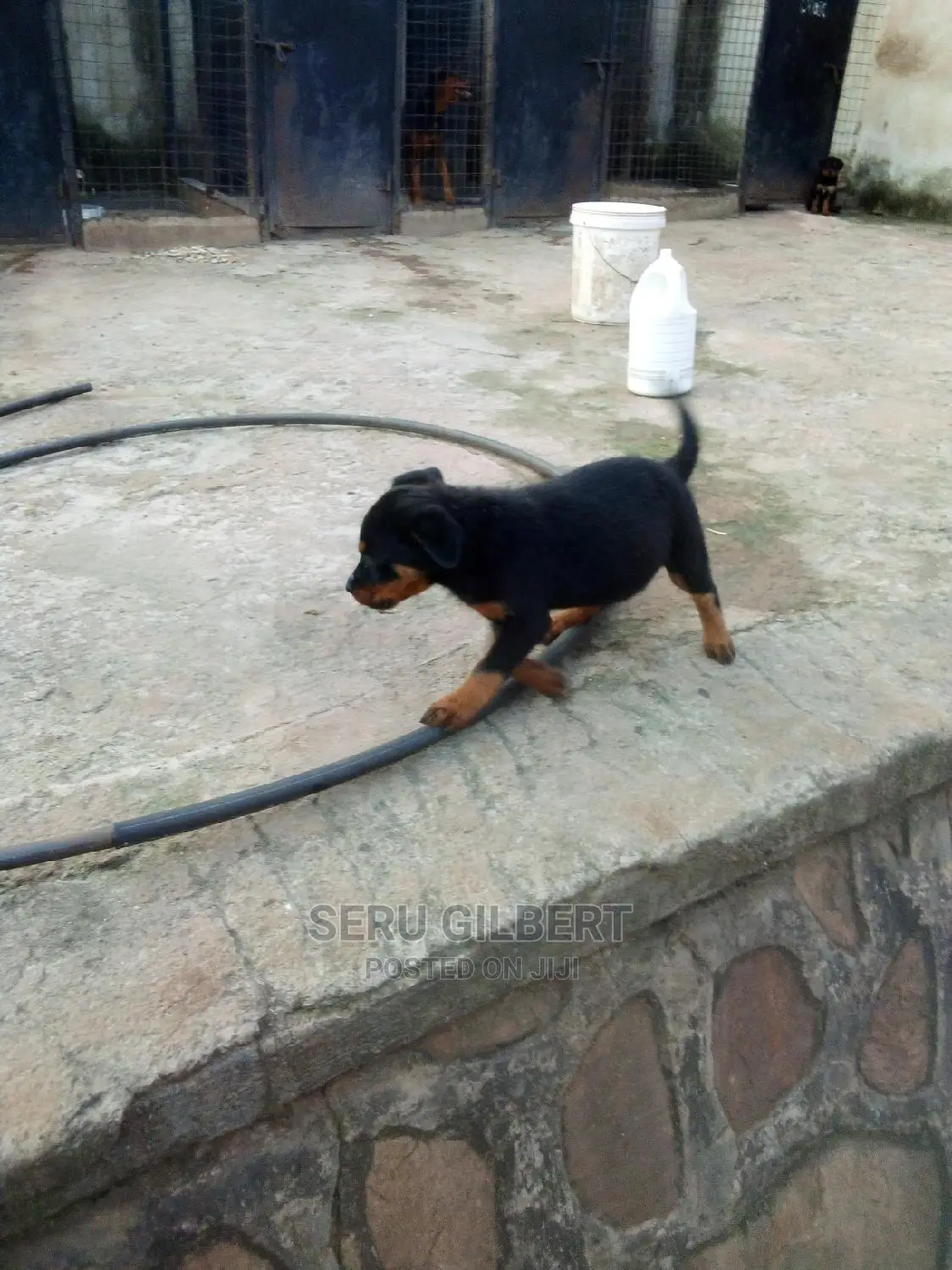 1-3 months Male Purebred Rottweiler