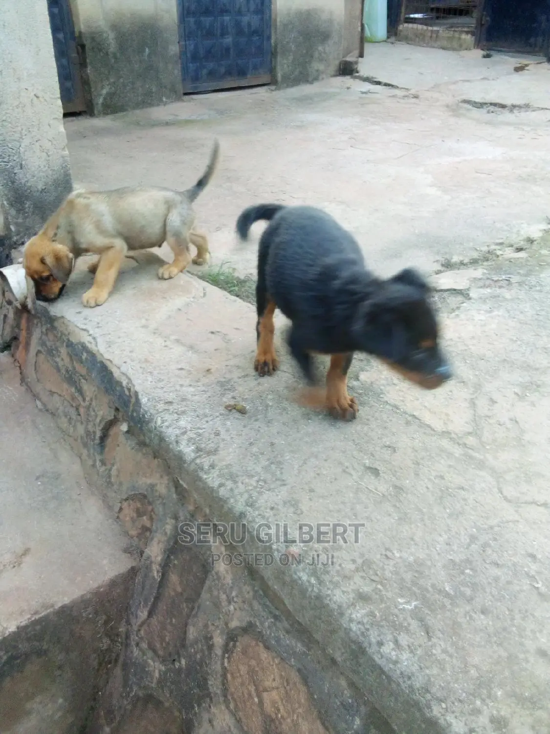 1-3 months Male Purebred Rottweiler