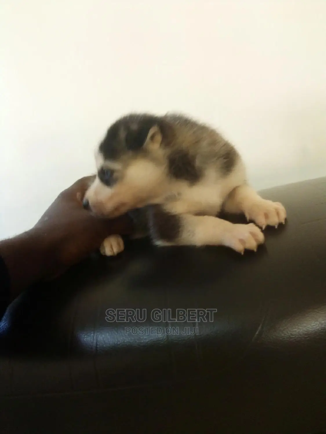 0-1 month Male Purebred Siberian Husky