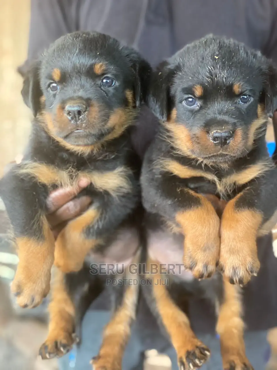 0-1 month Male Purebred Rottweiler