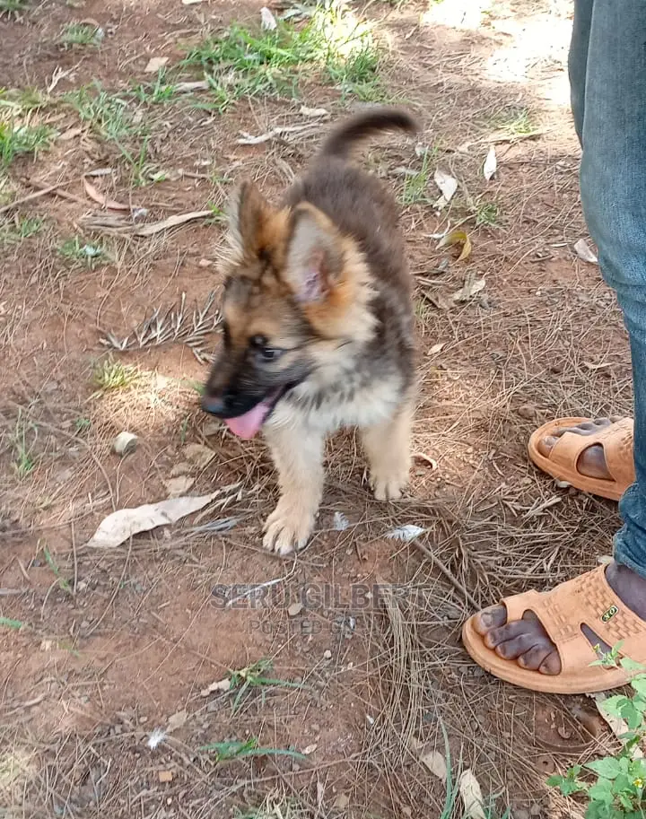 0-1 month Male Purebred German Shepherd