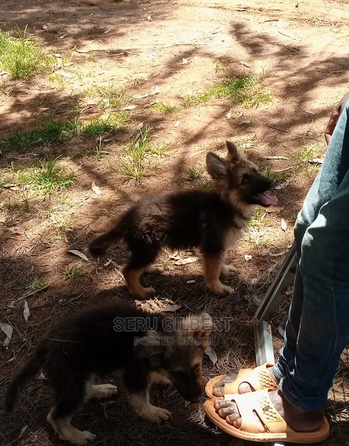 1-3 months Male Purebred German Shepherd