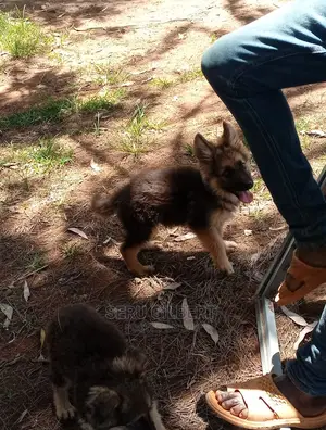 1-3 months Male Purebred German Shepherd