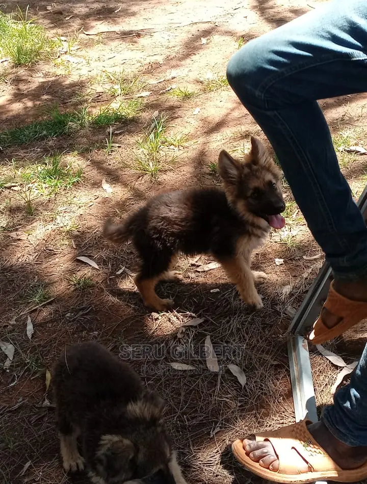 1-3 months Male Purebred German Shepherd