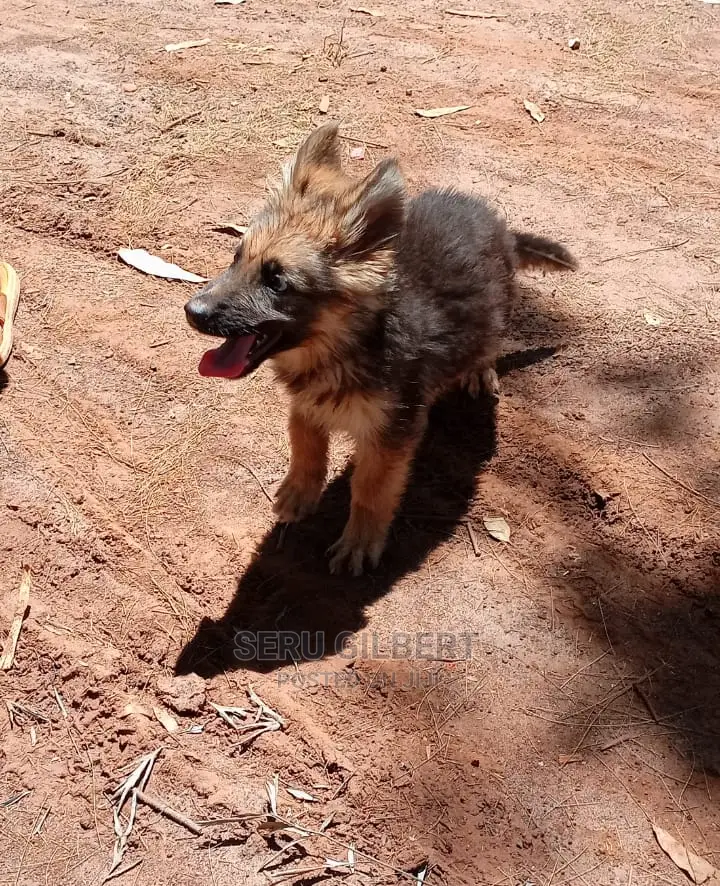 1-3 months Male Purebred German Shepherd