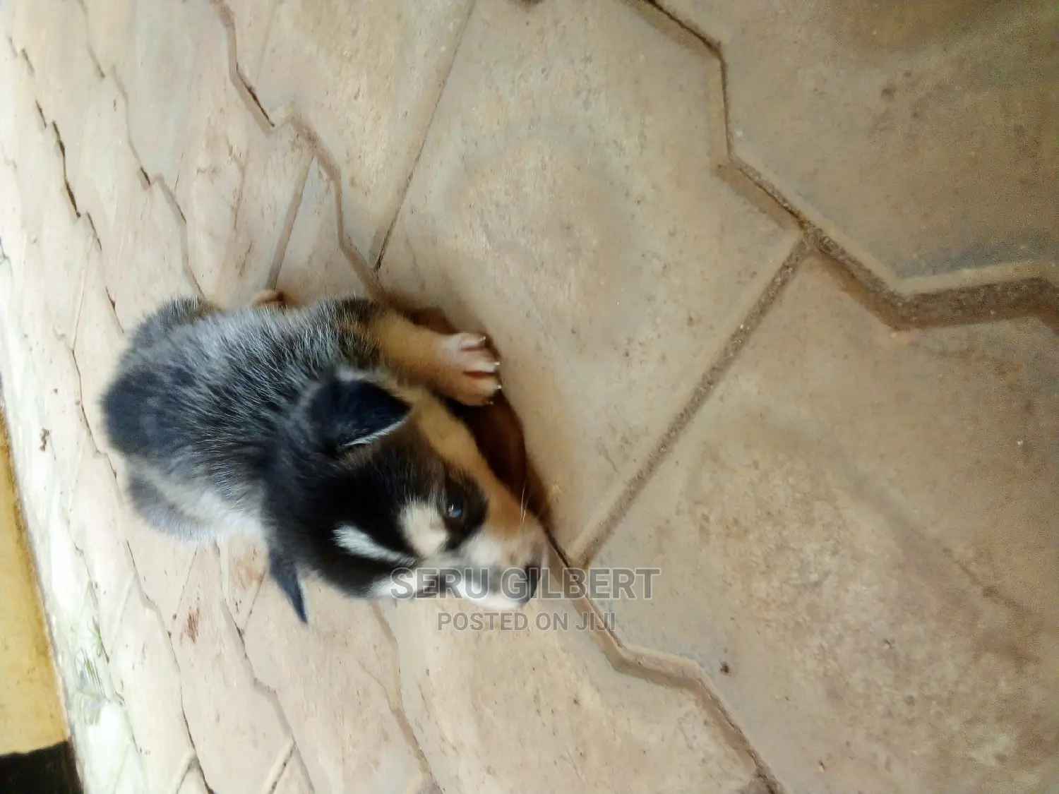 0-1 month Male Purebred Siberian Husky