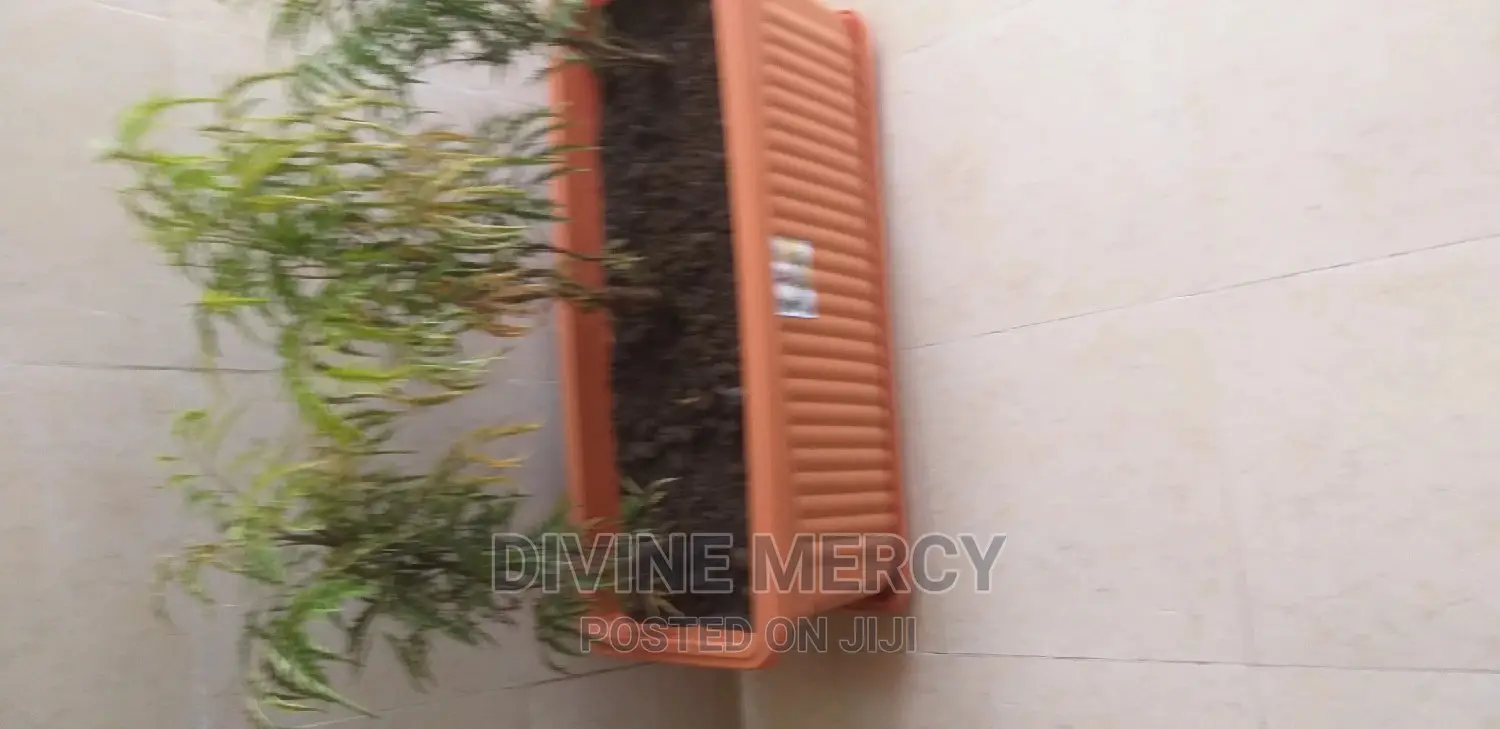 Flower Pot