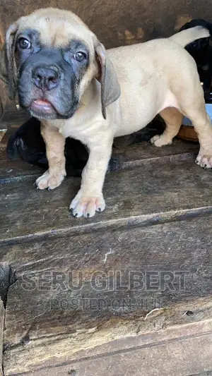 0-1 month Male Purebred Boerboel
