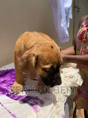 3-6 months Male Purebred Boerboel