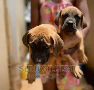 1-3 months Male Purebred Boerboel