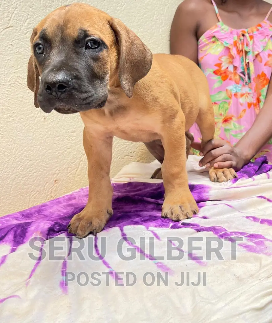 1-3 months Male Purebred Boerboel