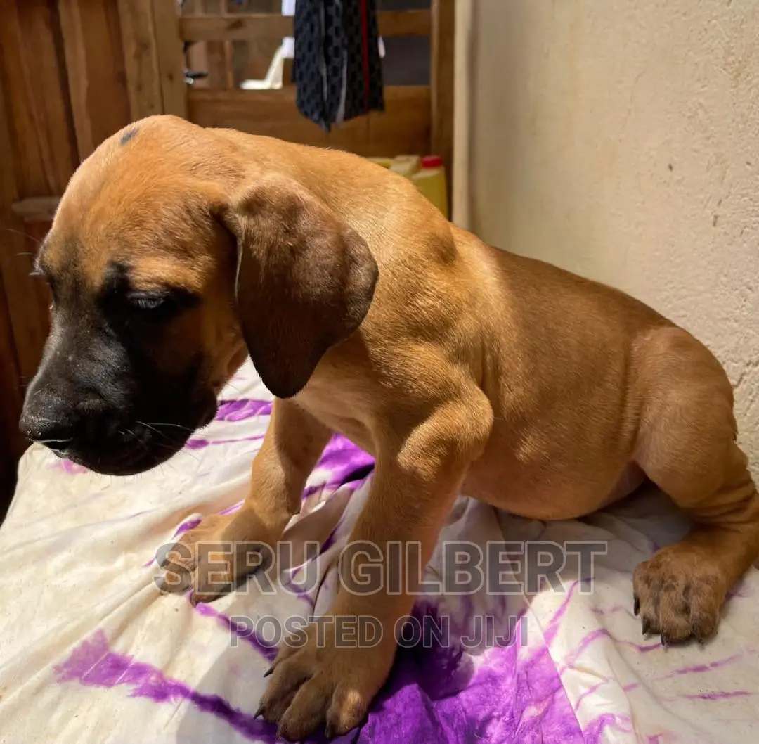 0-1 month Male Purebred Boerboel