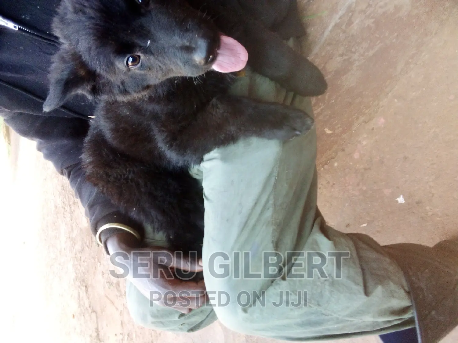 1-3 months Male Purebred German Shepherd