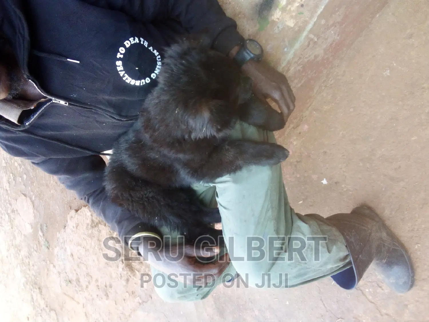 0-1 month Male Purebred German Shepherd