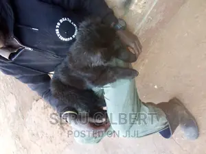 0-1 month Male Purebred German Shepherd