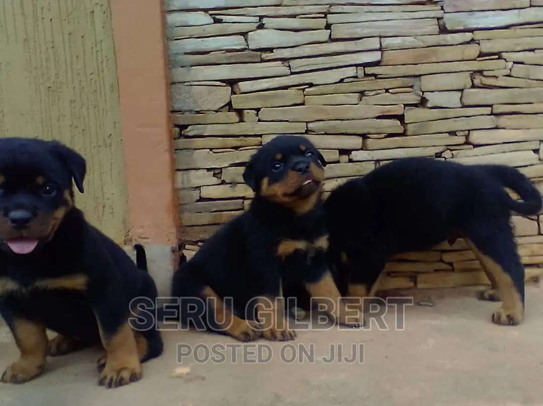 1-3 months Male Purebred Rottweiler