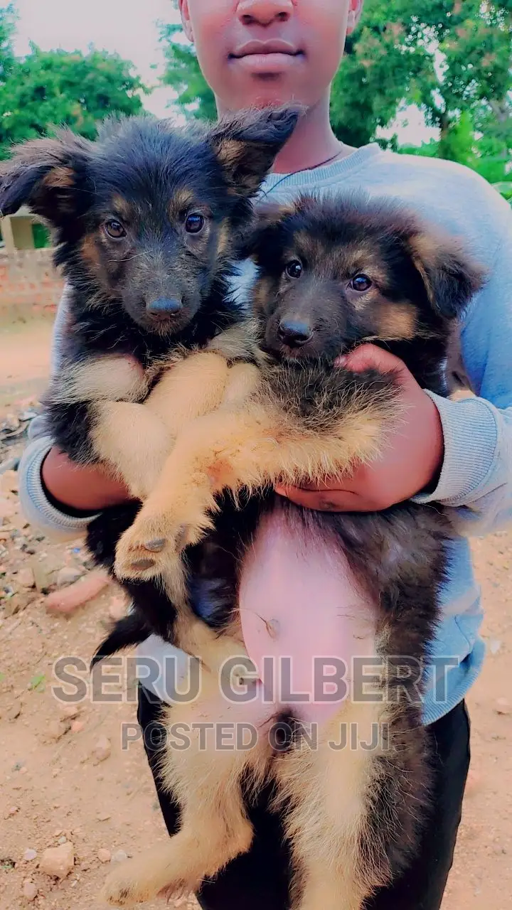0-1 month Male Purebred German Shepherd
