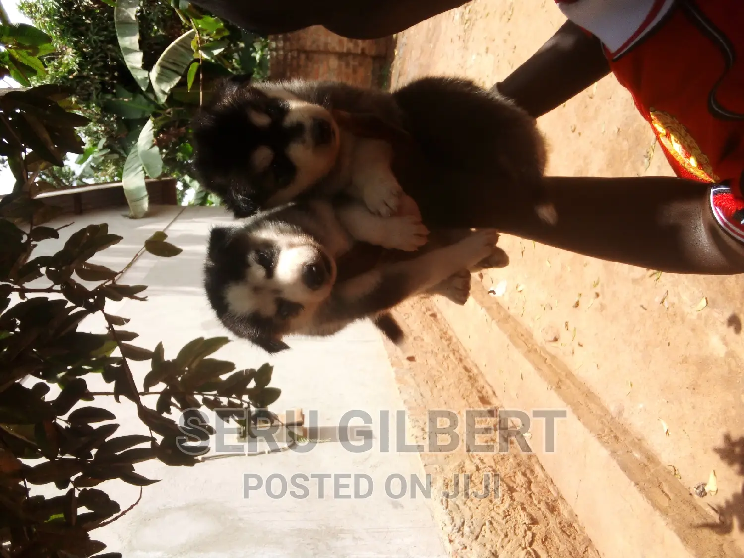 0-1 month Male Purebred Siberian Husky