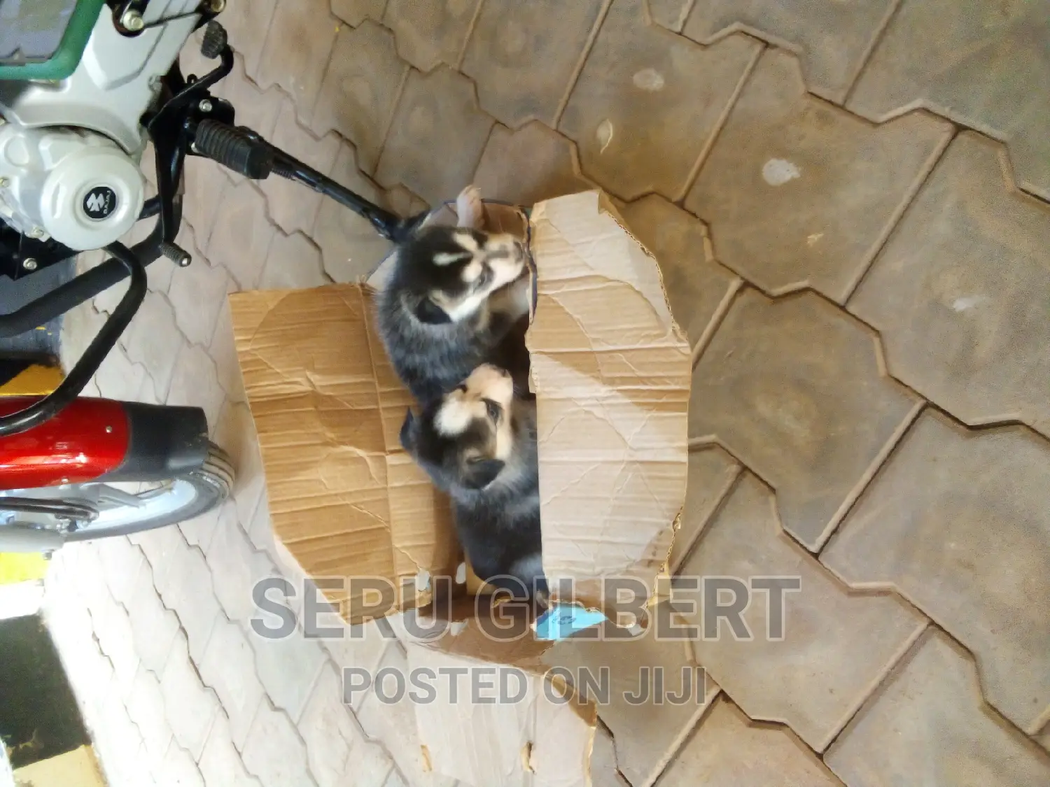 1-3 months Male Purebred Siberian Husky