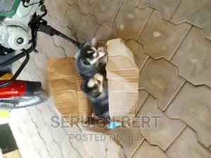 1-3 months Male Purebred Siberian Husky