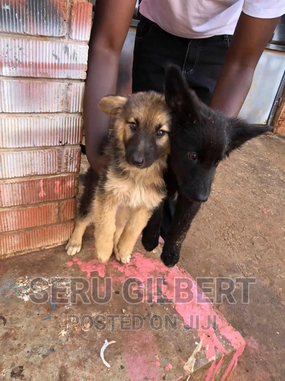 0-1 month Male Purebred German Shepherd