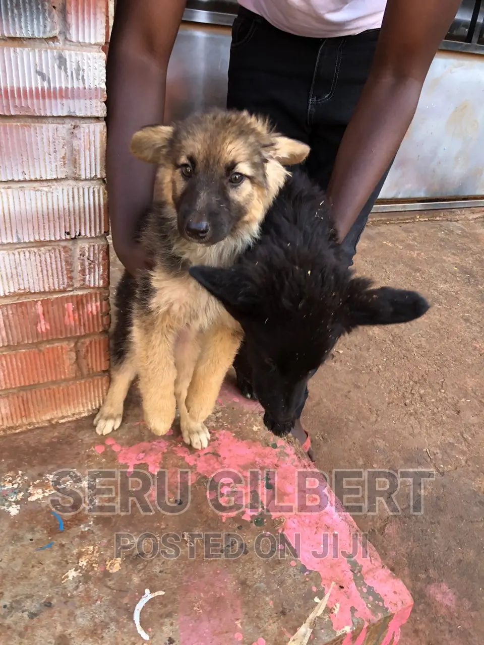 0-1 month Male Purebred German Shepherd