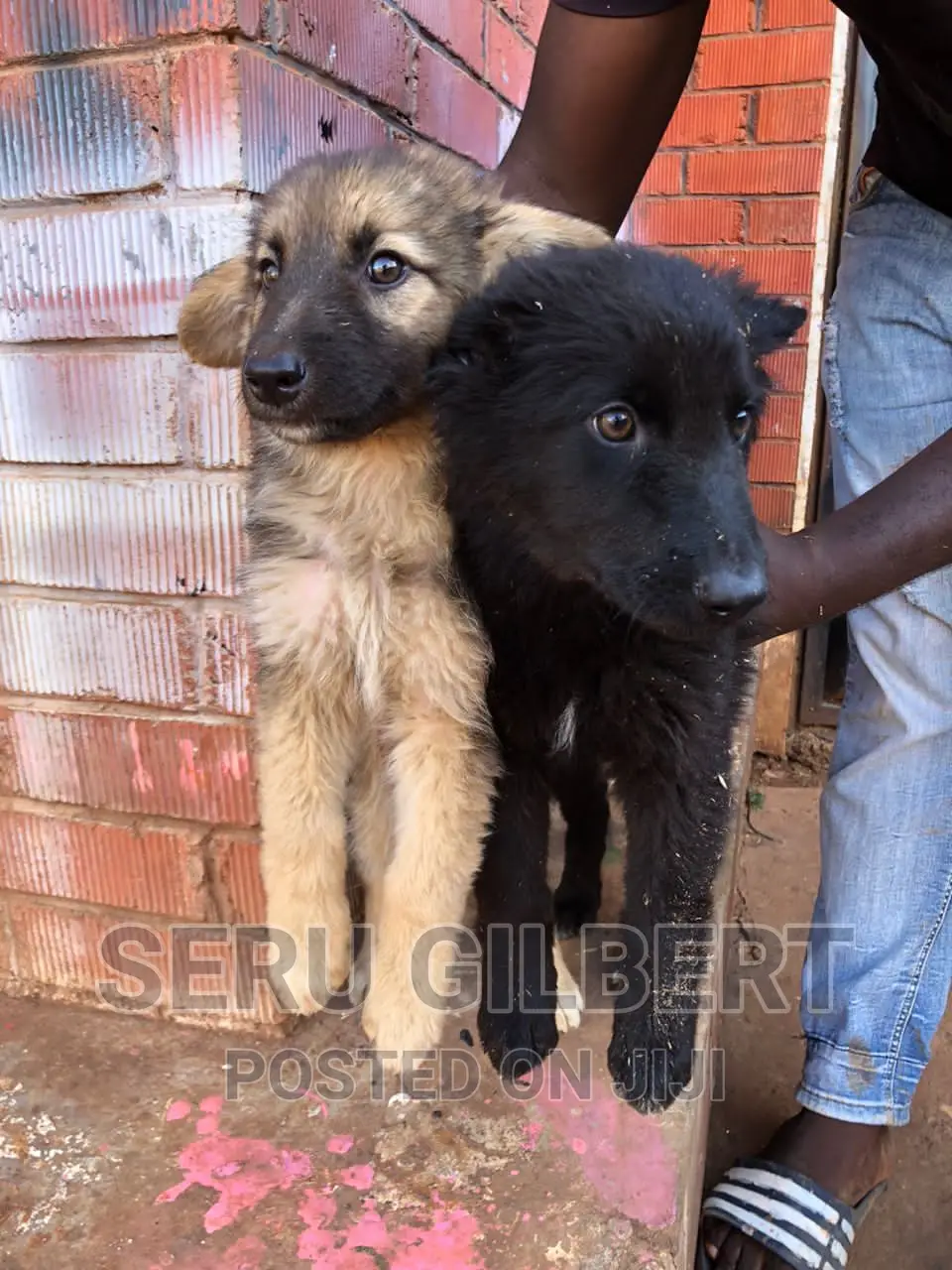 1-3 months Male Purebred German Shepherd