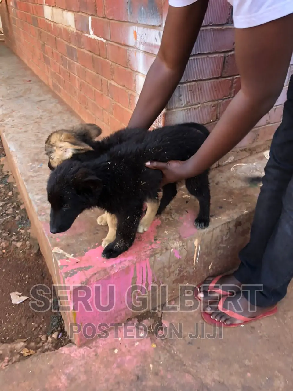 1-3 months Male Purebred German Shepherd