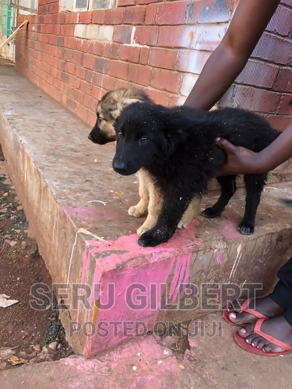 1-3 months Male Purebred German Shepherd