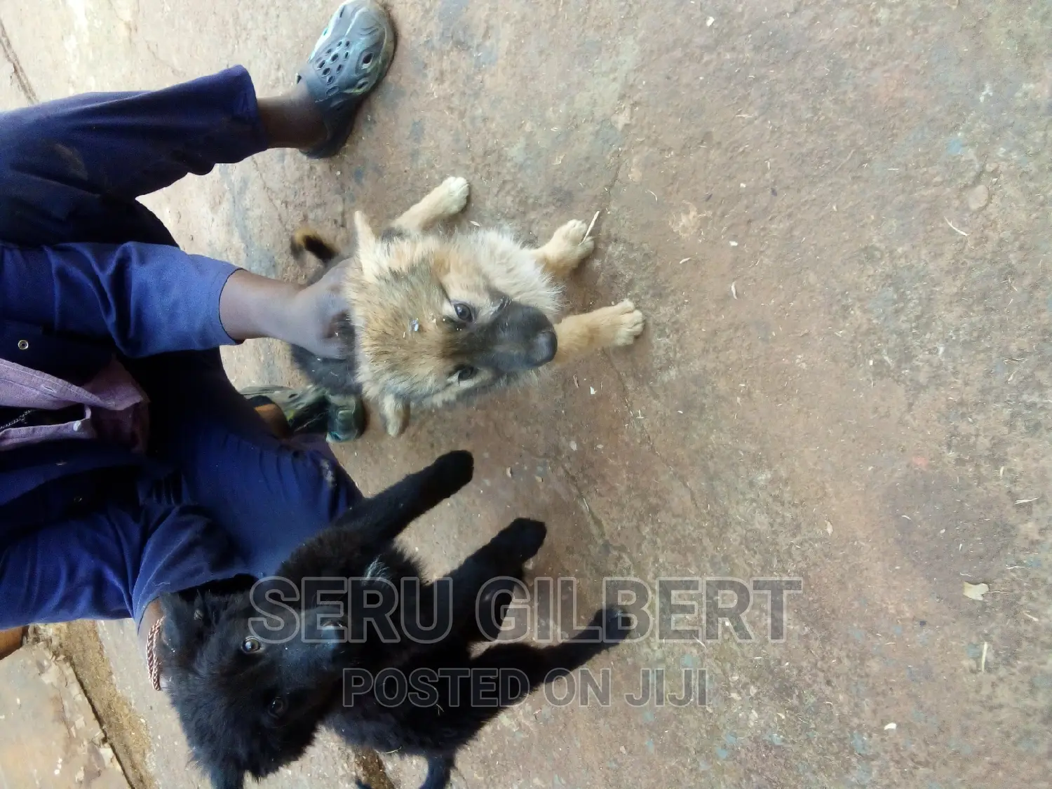 1-3 months Male Purebred German Shepherd