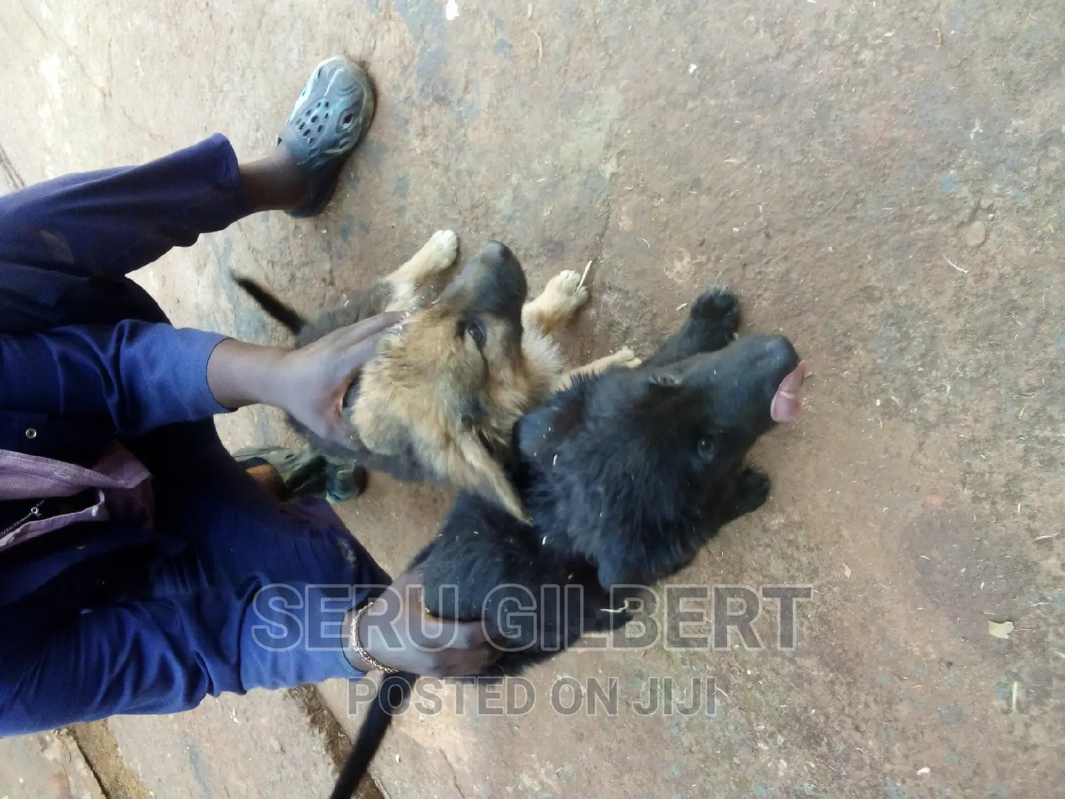 1-3 months Male Purebred German Shepherd