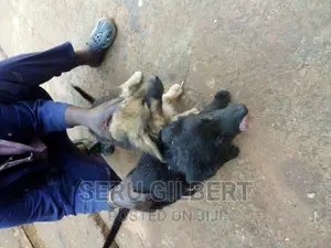 1-3 months Male Purebred German Shepherd
