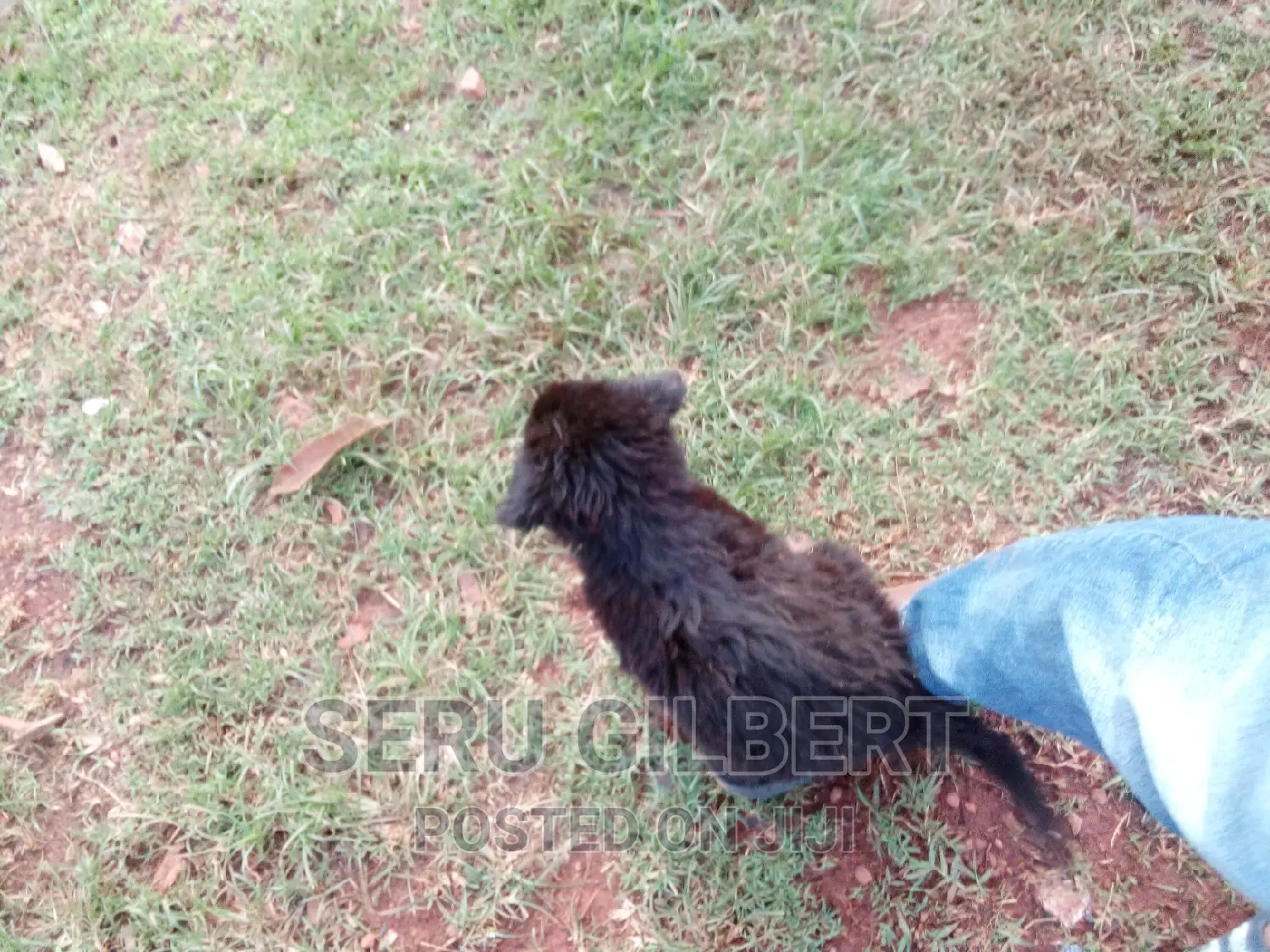 0-1 month Male Purebred German Shepherd