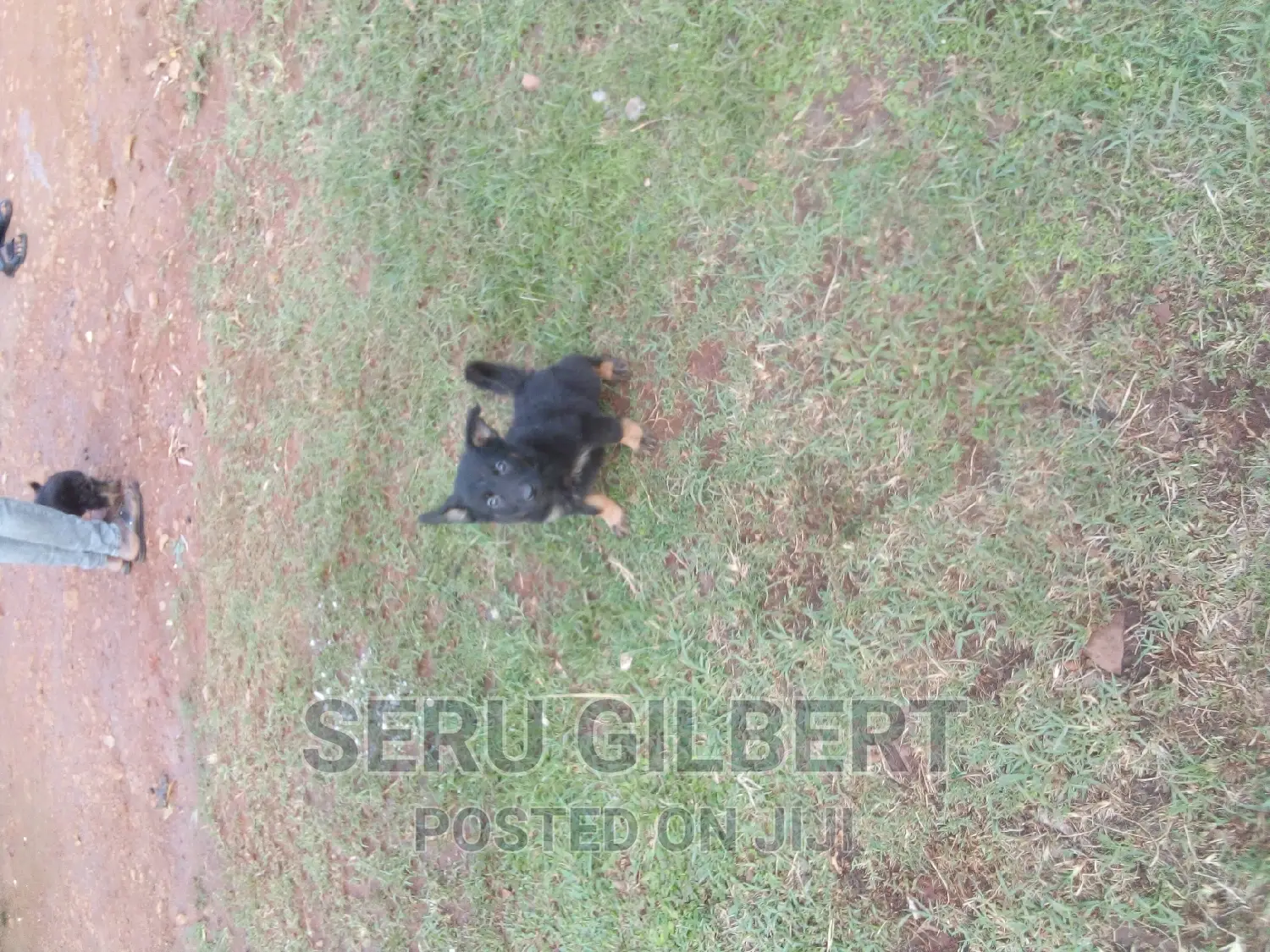 0-1 month Male Purebred German Shepherd